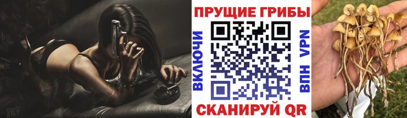 Псилоцибиновые грибы Psilocybe  Купить закладки  Лениногорск 